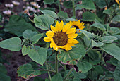 Sunflower 'Prado Yellow'