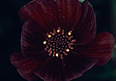 Cosmos atrosanguineus flower