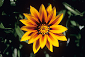 Gazania x splendons 'Magic' flower