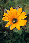 Common Arctotis flower