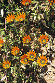 Beetle daisy flowers