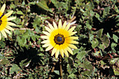 Capeweed flower