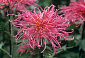 Kudamono chrysanthemum flower