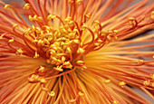 Chrysanthemum 'Muxton Sable'