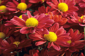 Chrysanthemum 'Klondike'