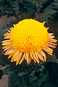 Chrysanthemum 'Mancetta Buttercup'