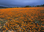 Namaqualand daisies,Dimorphotheca sinuta