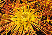 Kudamono chrysthanthemum flower