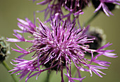 Greater knapweed flower