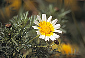 Chrysanthemum coronarium var. discolor