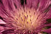 Pink knapweed flower