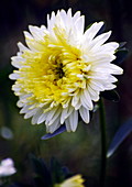 Chinese aster (Callistephus chinensis)