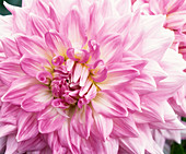 Dahlia 'Almonds Joy' flower