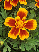Marigold (Tagetes 'Safari Queen')