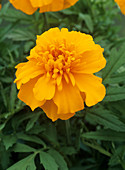 Marigold (Tagetes 'Zenith Orange')