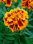 Marigold (Tagetes 'Zenith Red And Gold')