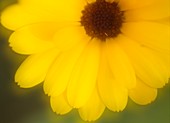 Marigold (Calendula officinalis)