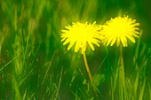 Dandelions (Taraxacum officinale)