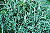 Cotton lavender foliage