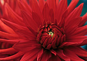 Dahlia 'Bergers Record' flower