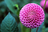 Dahlia,pompon flower