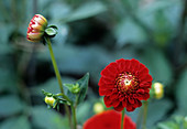 Dahlia 'Nescio' flowers