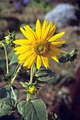 Dwarf sunflower