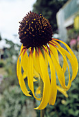 Echinacea 'Paradox'