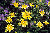 Black-eyed Susan (Rudbeckia 'Sunshine')