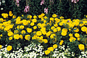 French marigold (Tagetes 'Boy Series')