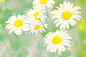 Shasta daisies (Leucanthemum x superbum)