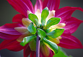 Dahlia (Dahlia cultorum)