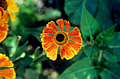 Helenium flower