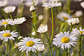 Shasta daisy (Leucanthemum 'Filigran')