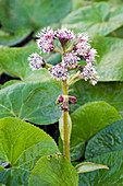 Butterbur (Petasites fragrans)