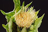 Cabbage thistle (Cirsium oleraceum)