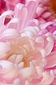 Irregular incurve chrysanthemum