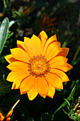Treasure flower (Gazania 'Kiss Orange')