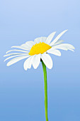 Daisy flower (Bellis perennis)