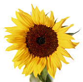 Sunflower (Helianthus sp.)