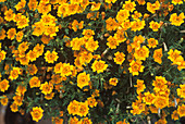 Tagetes tenuifolia 'Starfire'