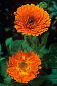 Calendula officinalis 'Orange King'