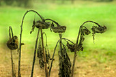 Sunflower seed heads