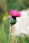 Thistle (Carduus acicularis)