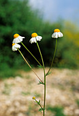 German chamomile (Matricaria chamomilla)