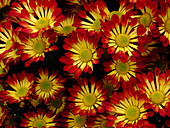 Chrysanthemum 'Roma'