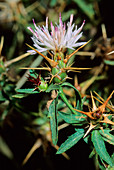 Star thistle (Centaurea calcitrapa)