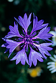 Cornflower (Centaurea cyanus)