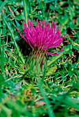 Dwarf thistle (Cirsium acaule)