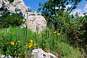 Yellowhead (Inula spiraefolia)